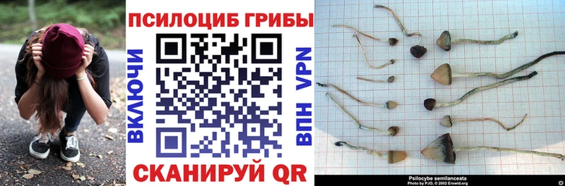 Псилоцибиновые грибы MAGIC MUSHROOMS где найти наркотики Сосновка